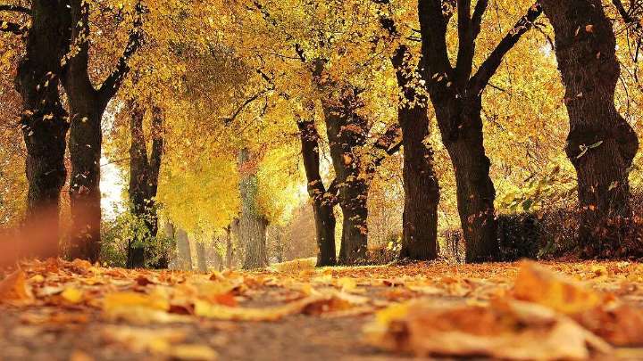 Otoño 2025: Frases para recibir esta estación del año