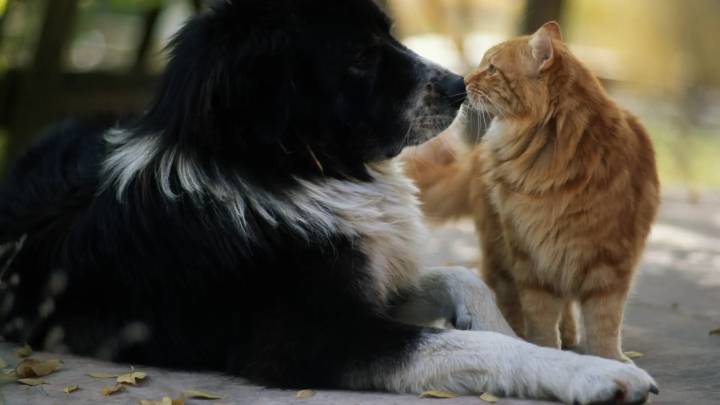Una vecina de Barakaldo deja su herencia al Ayuntamiento para una guardería de perros y gatos