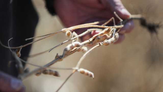 Iowa soybean harvest slightly behind average, corn ahead of schedule