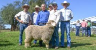 Bogo Merinos 2025 ram sale results, top price and average