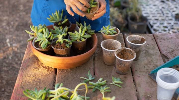 Multiplicá tus plantas sin esfuerzo: el truco que los jardineros guardan en secreto