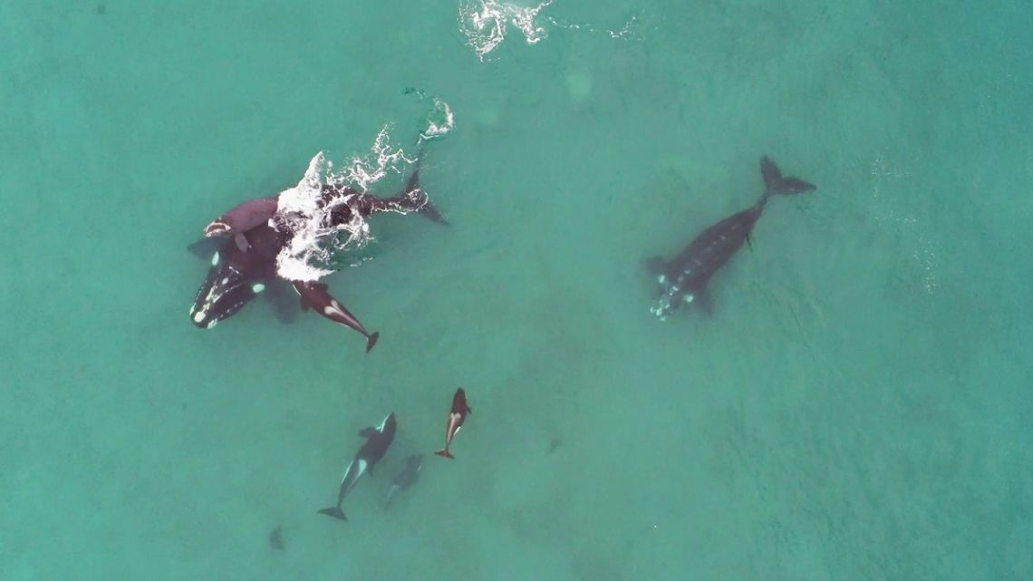 Ataque y defensa: lo qué revela el ataque de las orcas y la defensa de ballenas en Península Valdez