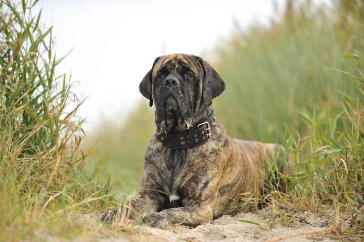 Mastiffs: Gentle giants revered by Shakespeare, feared by thieves, adored by families