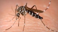 OPS pide reforzar control vectorial de Chikunguña: Más de 200.000 casos en América Latina #1Sep
