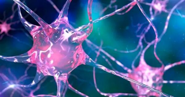 Descubrimiento clave | Científicos demuestran que la microbiota intestinal "habla" con las neuronas