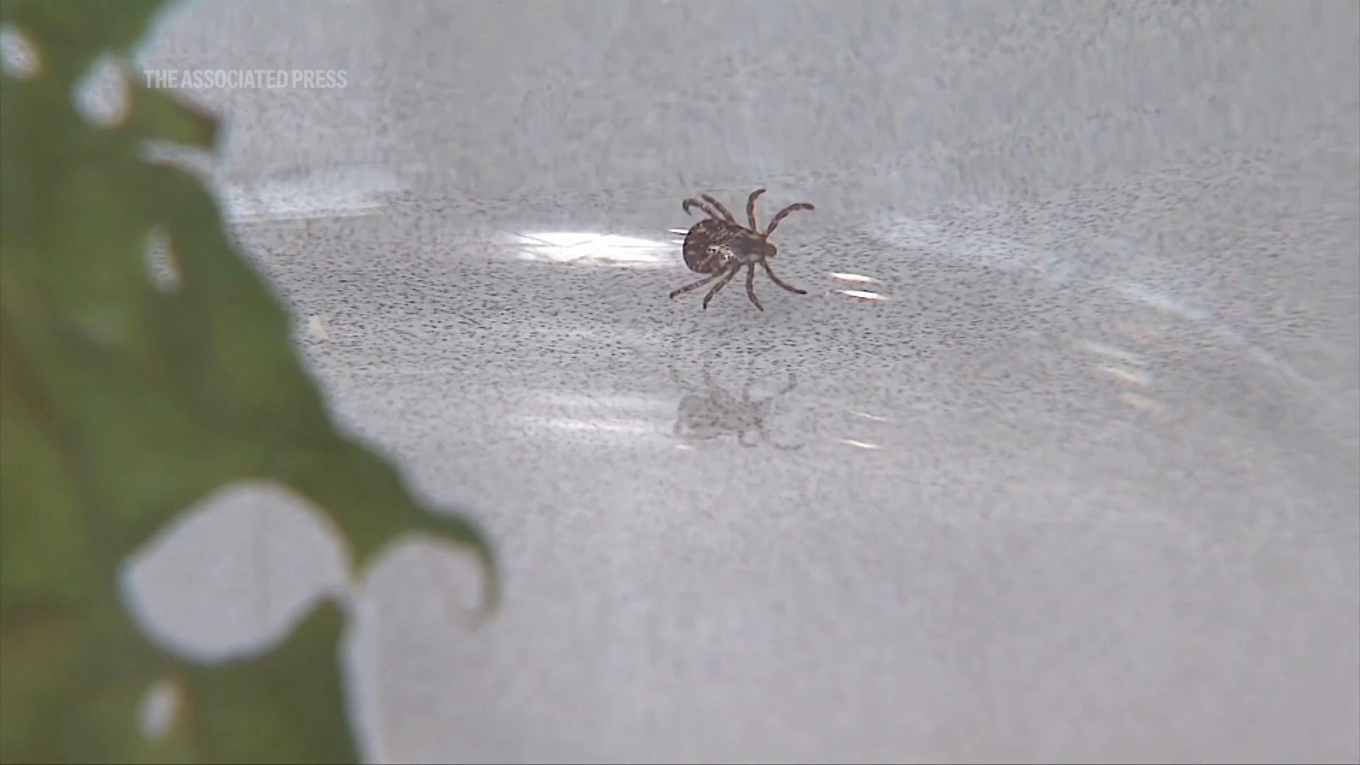 Lyme disease can cause serious harm, but so can bogus tests and treatments