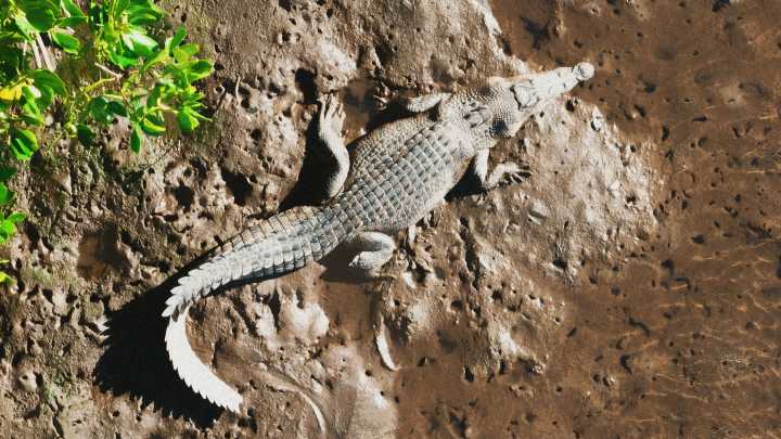 Influencer Real Tarzann investigated in Australia after wrestling crocodile on video