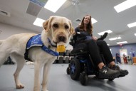 Pictures: National Service Dog Month