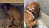 West Virginia Rescuers Find Heartbreaking Reason Behind Dog's Constant Wall Staring