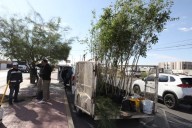 Plantan 55 árboles en camellón de la Ejército Nacional