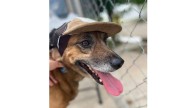 Fallece ‘Osito’, el perrito rescatado en Mazatlán tras ser golpeado con una pala