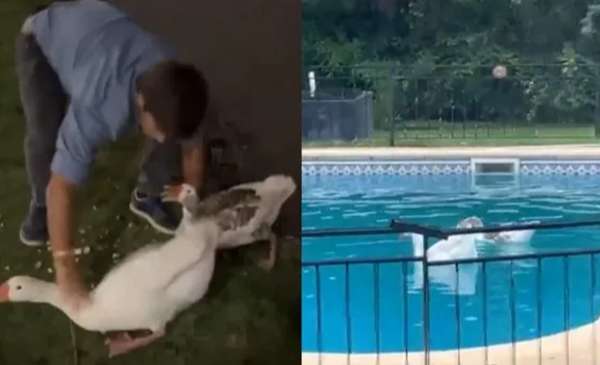Robaron dos gansos de los Lagos de Palermo y los llevaron a nadar a una pileta privada