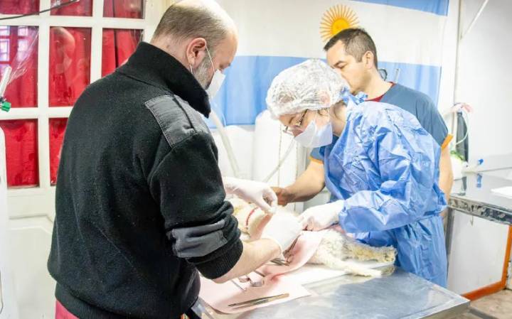 Río Grande refuerza el plan de castración gratuita en la zona sur