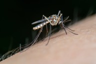 Lopera afronta el inicio de septiembre con un nivel moderado de presencia del mosquito del Nilo