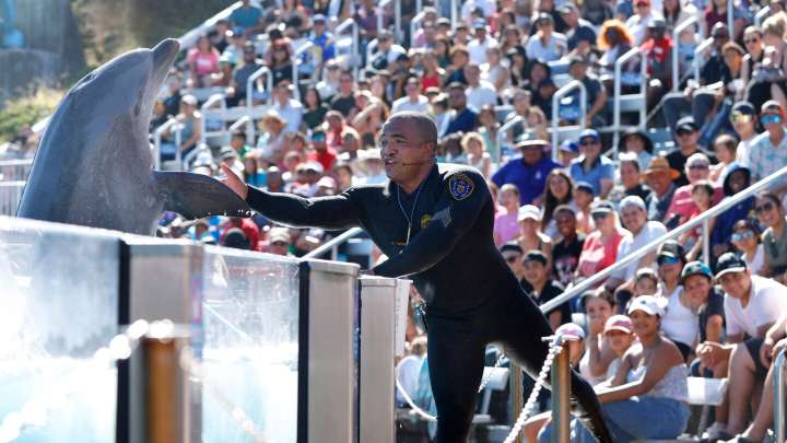 San Diego Police sergeant trains dolphins at SeaWorld