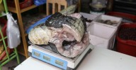 Arequipa: Decomisan 8 kilos de carne de lagarto en restaurante