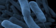 What is Legionnaires’ disease, and how to prevent it