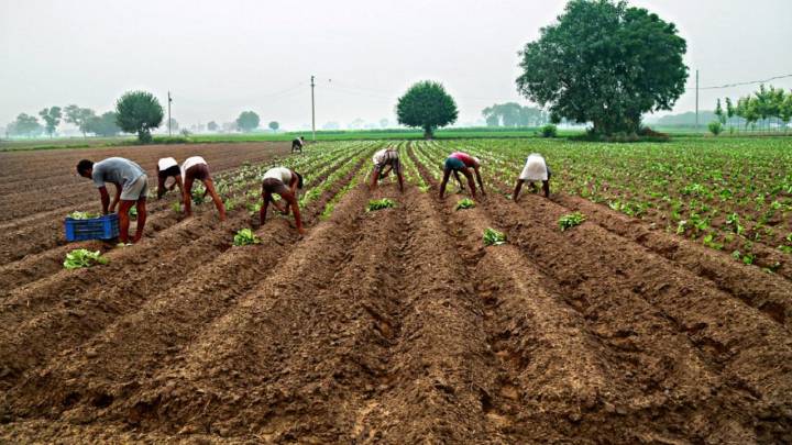 Govt allocates Rs 1,500 cr for Marathwada farmers hit by heavy rains