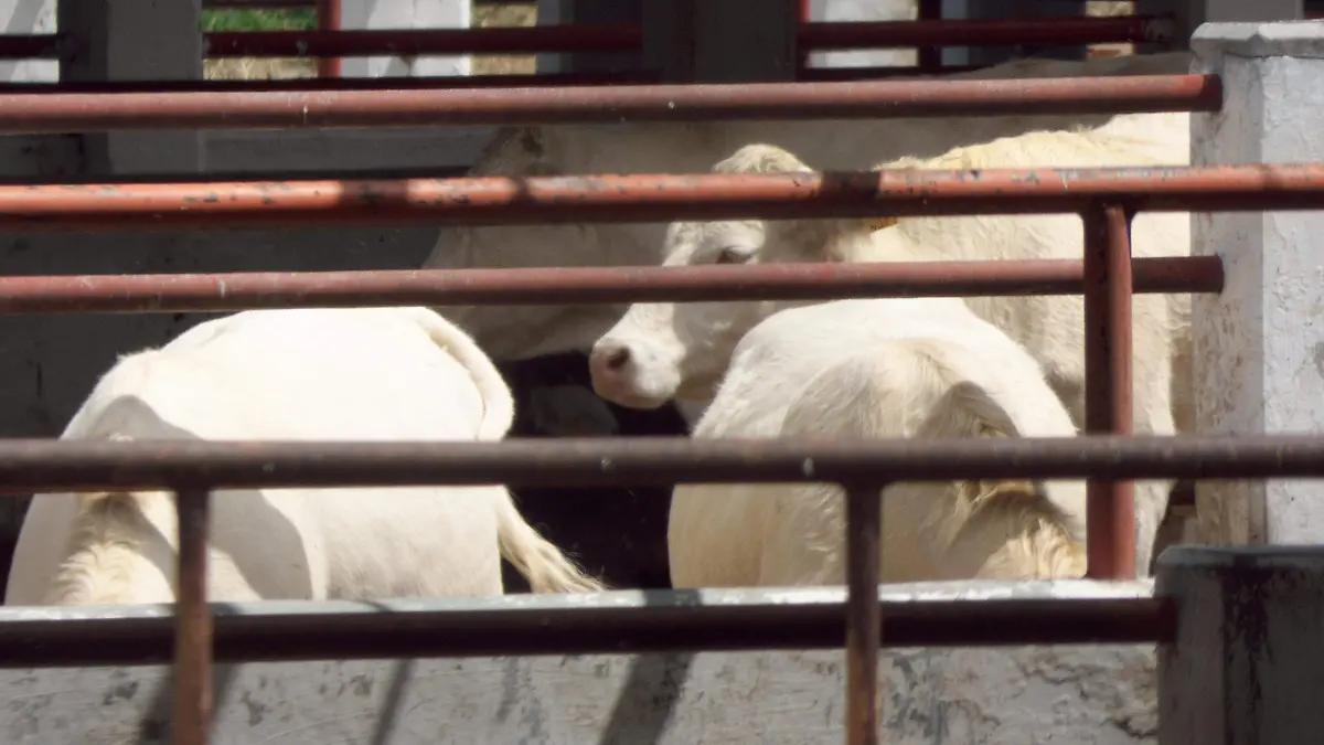 Regresa la actividad en el ex recinto ferial con Feria Ganadera