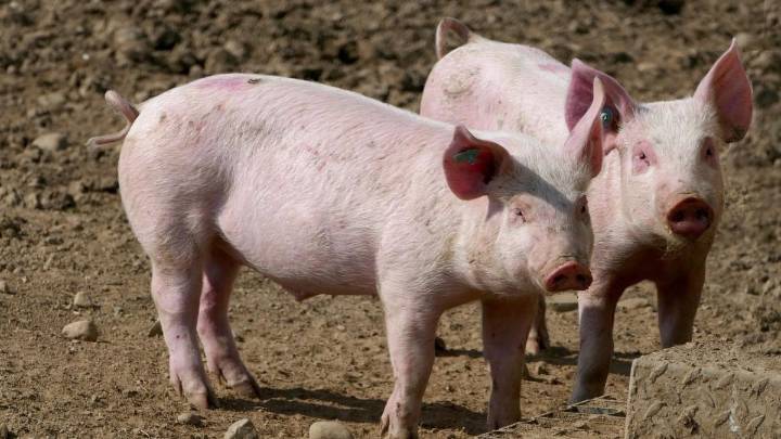 China anuncia aranceles de hasta un 62 % a la carne de cerdo de la Unión Europea