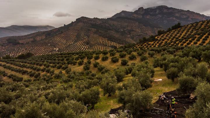 Las ventas de aceite de oliva español a EE UU crecen un 24% en el primer semestre pese a la crisis de los aranceles
