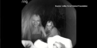 CAUGHT ON CAMERA: More than two dozen guinea pigs stolen from animal sanctuary in Marana