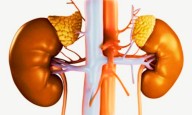 Albuminuria, Not Kidney Function, Predicts Future Cancer Risk, reveals study