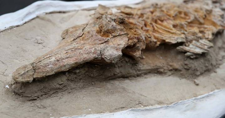 Presenta Perú un “delfín” de más de 9 millones de años hallado en el desierto costero