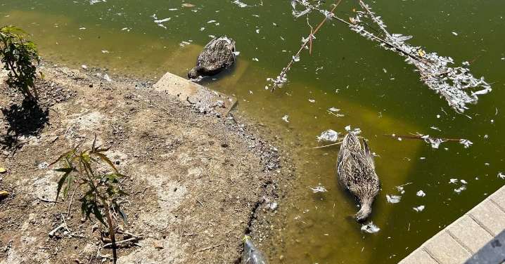 El Ayuntamiento de Málaga abre una investigación por la aparición de aves muertas en el Parque de Huelin