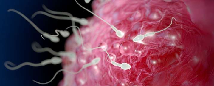 Cannabis Use Linked With Chromosomal Abnormalities in IVF Eggs