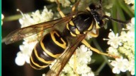Ground bees, yellow jackets. What to know about the insects