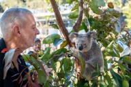 Australia approves the world’s first chlamydia vaccine for koalas