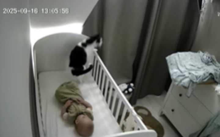 Woman Can't Believe What Babycam Captures Cat Doing During Son's Nap