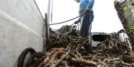 FWC asking for public input on oyster harvest in the Apalachicola Bay