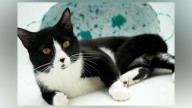 Pet of the Day: Tommy