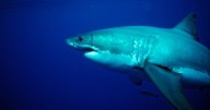 Shark Bites Long-Distance Swimmer Off California Coast