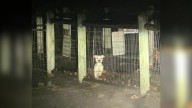 Missouri Pup Left Behind In Cold Dog Park Waits Desperately For Rescue