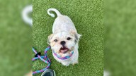 Missouri Stray Dog’s Arrival To Shelter Leads To Shocking Microchip Discovery