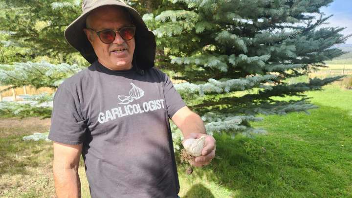 Wyoming Garlic Farmers Raise 12,000 Super-Potent Bulbs In Shadow Of The Tetons