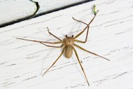 Want to Keep Brown Recluse Spiders Out of Your House? Try These Tips From Pest Pros