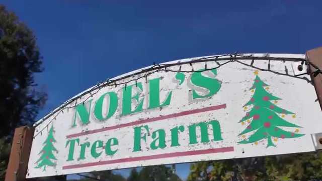 New Hampshire Christmas tree farms seek solutions as trees die from drought