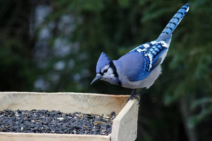 Por primera vez los científicos observan un ave híbrida salvaje en Estados Unidos: su hermoso plumaje azul y verde lo comprueba