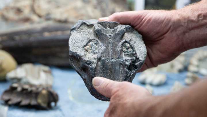 Photos of marine fossils found along Oregon coastline