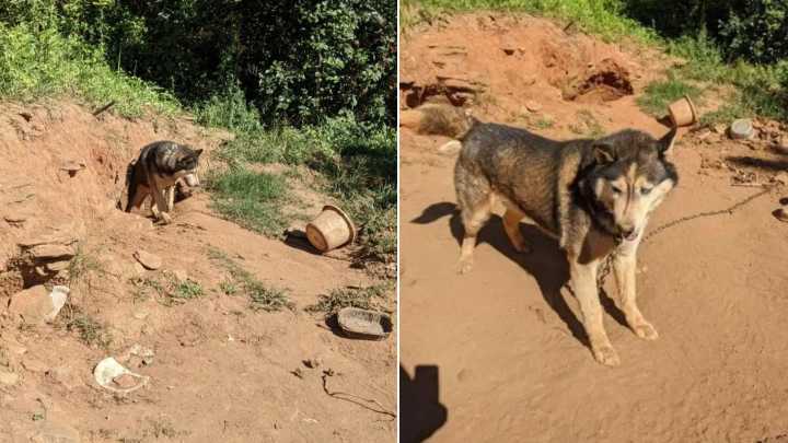 North Carolina Husky Who Endured Years On A Chain Undergoes A Touching Transformation