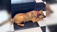 Missouri Dog Was Thrilled By Her Foster Home, But Heartbreak Came When She Had To Return To Shelter