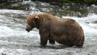 Voting begins for 2025 Fat Bear Week