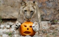 Akron Zoo’s Boo at the Zoo: Ultimate Fall Fest returns in October