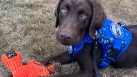 Handler for Baxter, Maine's first comfort dog, faces animal cruelty charge following dog's death