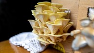 The Annoying Downside That Can Come From Growing Mushrooms At Home