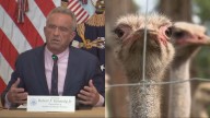 De negacionistas a 'animalistas': seguidores de Trump se manifiestan contra el sacrifio de avestruces por gripe aviar